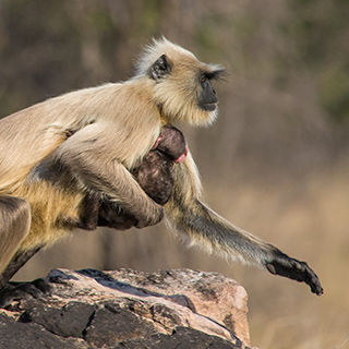 Panna - Langur monkey